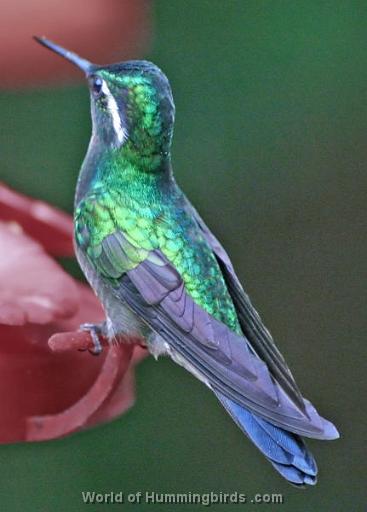 Hummingbird Garden Catalog: Purple-Throated Mountain-Gem